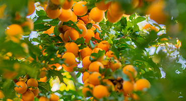 Patarimai ūkininkams: Lietuvoje galima sulaukti ir abrikosų, persikų, nektarinų derliaus