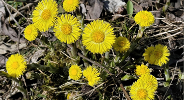 Tretioujė Šv. Velīku dėina (balondė 7-oujė) Vėlniaus Švč. Mergelės Marijės Nakaltuojė Prasėdiejėma bažnīčiuo vīks Šv. mėšės žemaitėškā